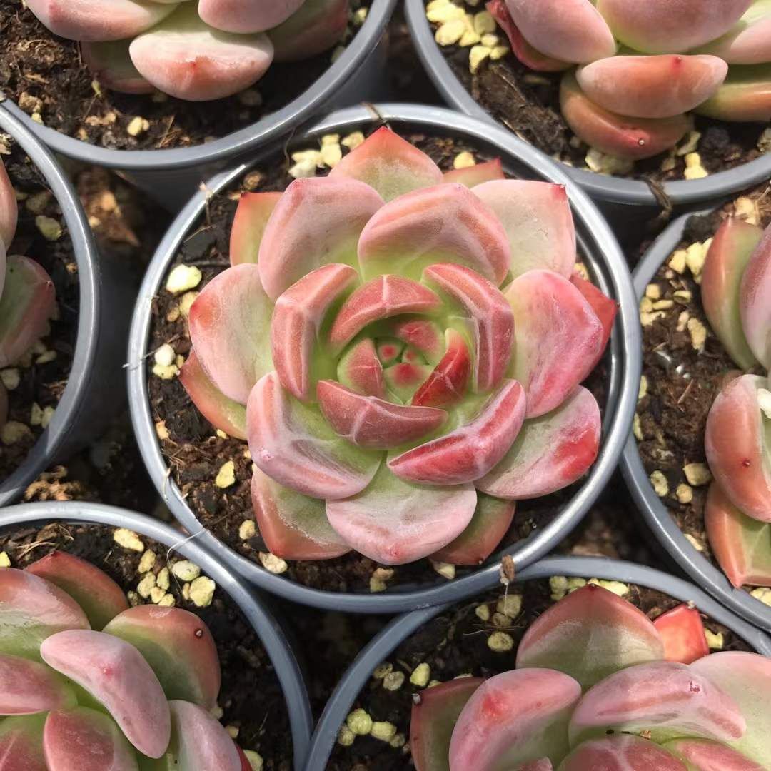 SKL1247×36 シャーロ 抜き苗 多肉植物 アエオニウム エケベリア 韓国苗