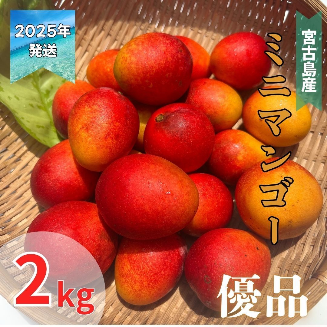 予約商品 宮古島産 ミニマンゴー 優品 2キロ 6月末頃発送