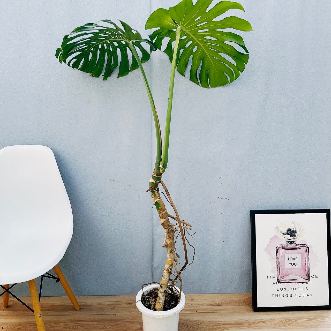 現品］☆おすすめ☆ 10番 モンステラ デリシオーサ 幹立ち 7号 観葉