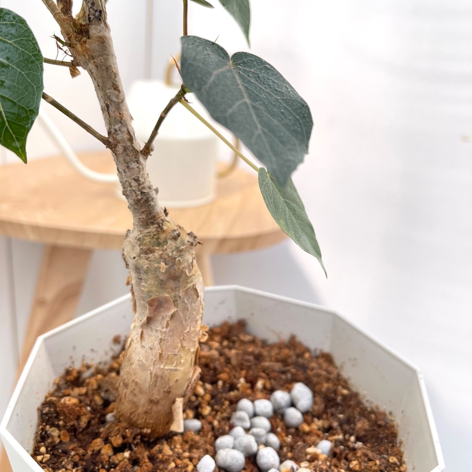 観葉植物 ゴムの木 赤ウンベ フィカス ペティオラリス 希少種