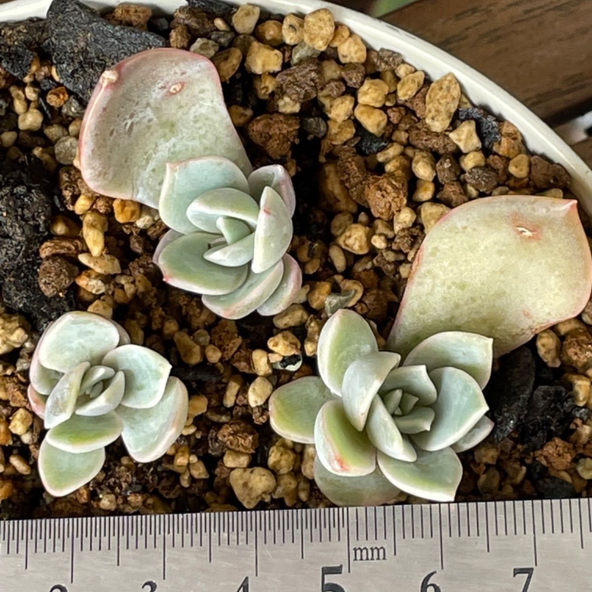 多肉植物 韓国苗葉挿し ローラ 葉挿し 1枚 多肉植物 韓国苗葉挿し ローラ 葉挿し 1枚