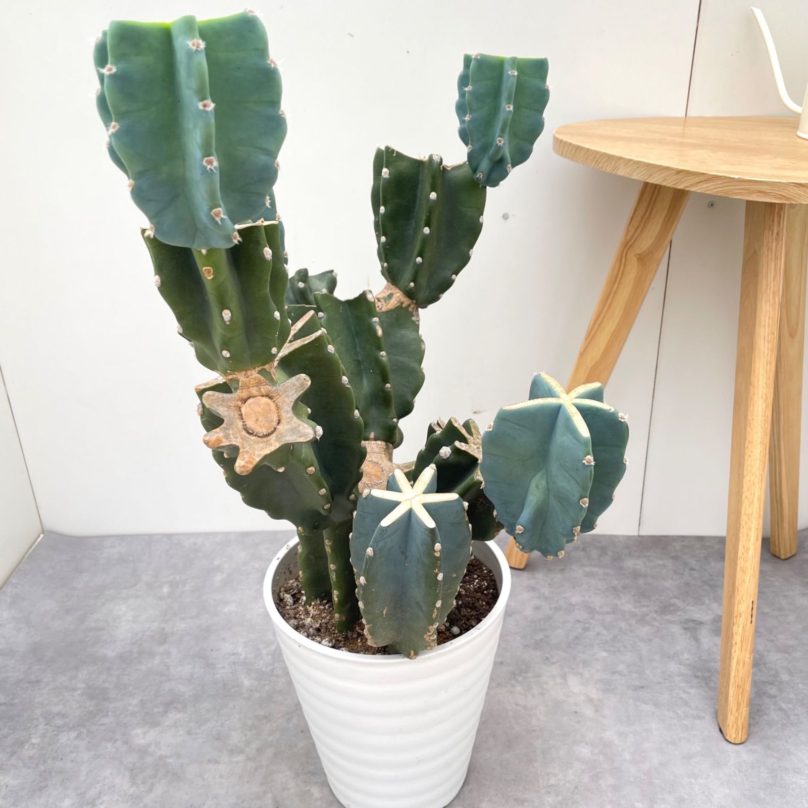 売約済 柱サボテン ブランチ 16 現品 観葉植物 室内 ドライガーデン 大型 WWW_OLIVIERBERNSTEIN_COM