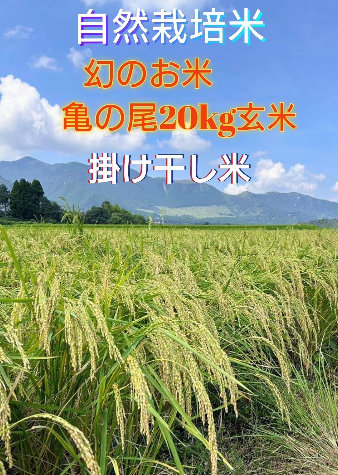 令和7年 自然栽培米 掛け干し亀の尾20kg玄米