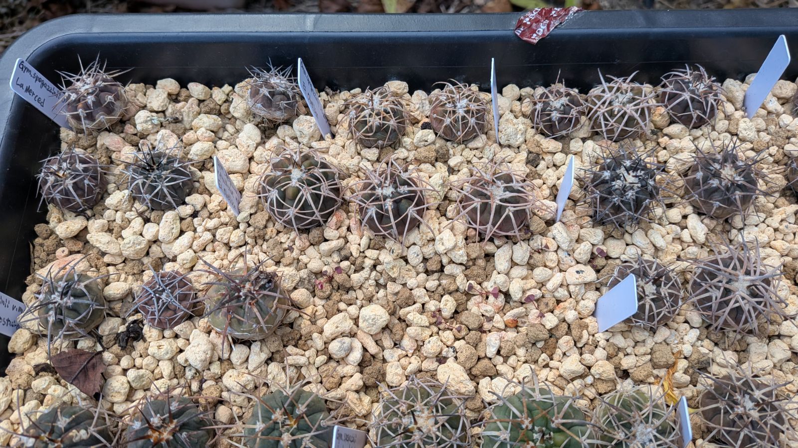 ギムノカリキウム スペガッツィーニ 天平丸 100苗以上セット YUZUMIYA_COM