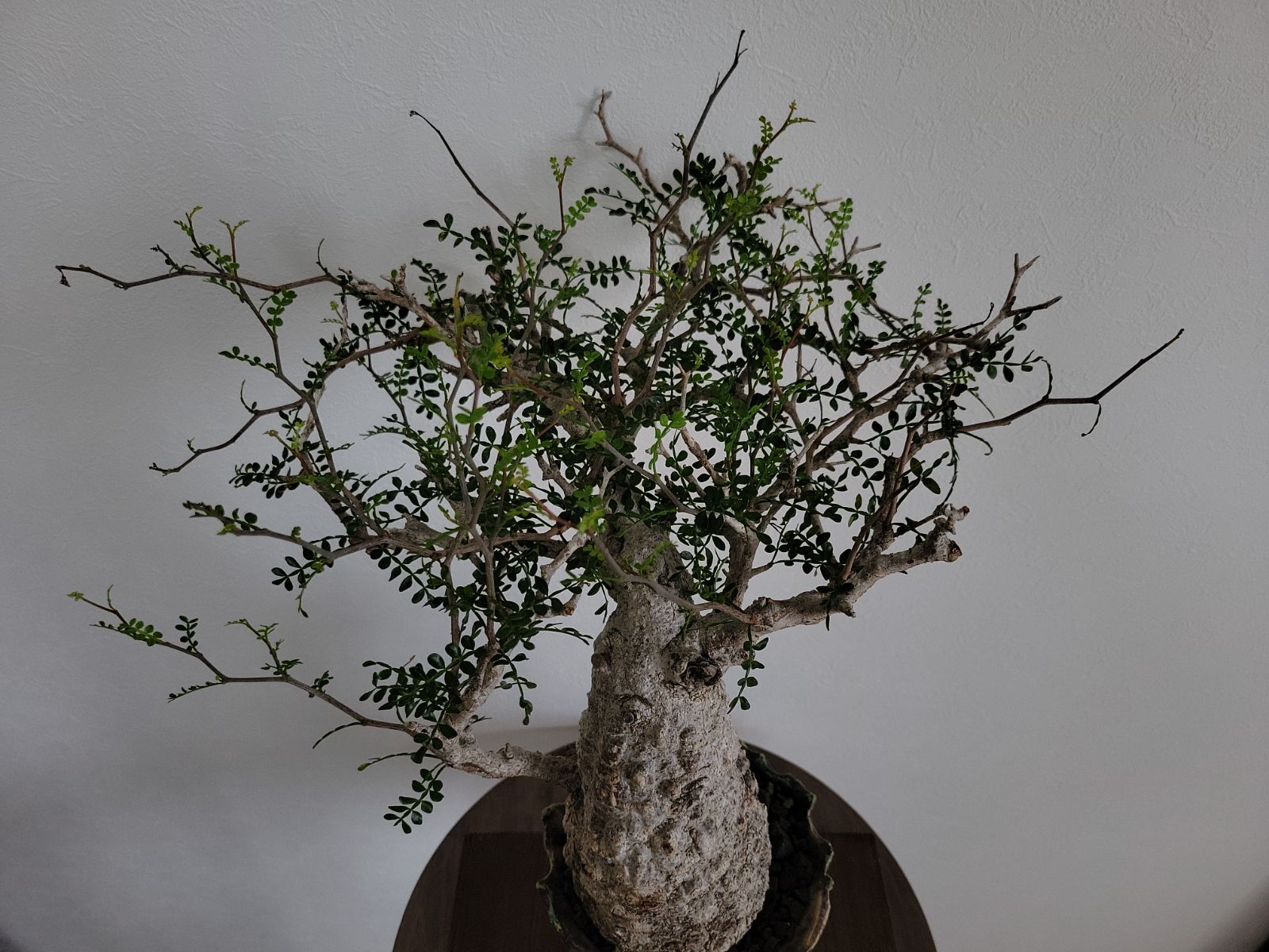 オペルクリカリアパキプス 現地球　発根済　良型　カタチ製作所 RAFLUMコレクション】オペルクリカリア パキプス 【現地球/発根