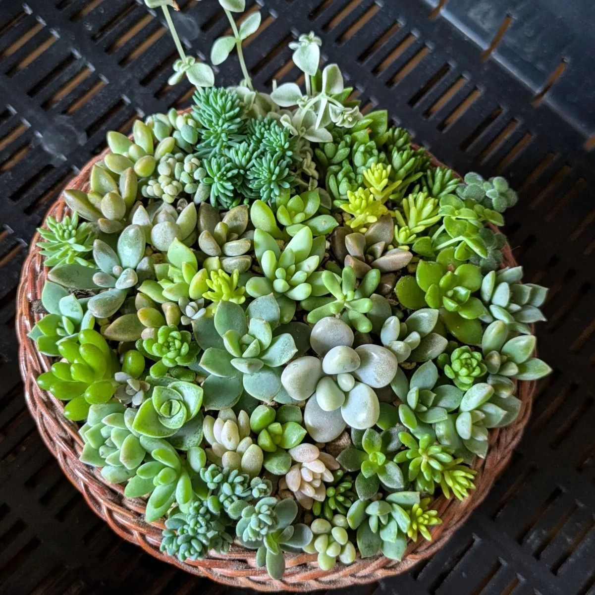 多肉植物セット（エケベリア・セダム）*3 多肉植物セット（エケベリア・セダム）*3 楽天市場】ミニ多肉