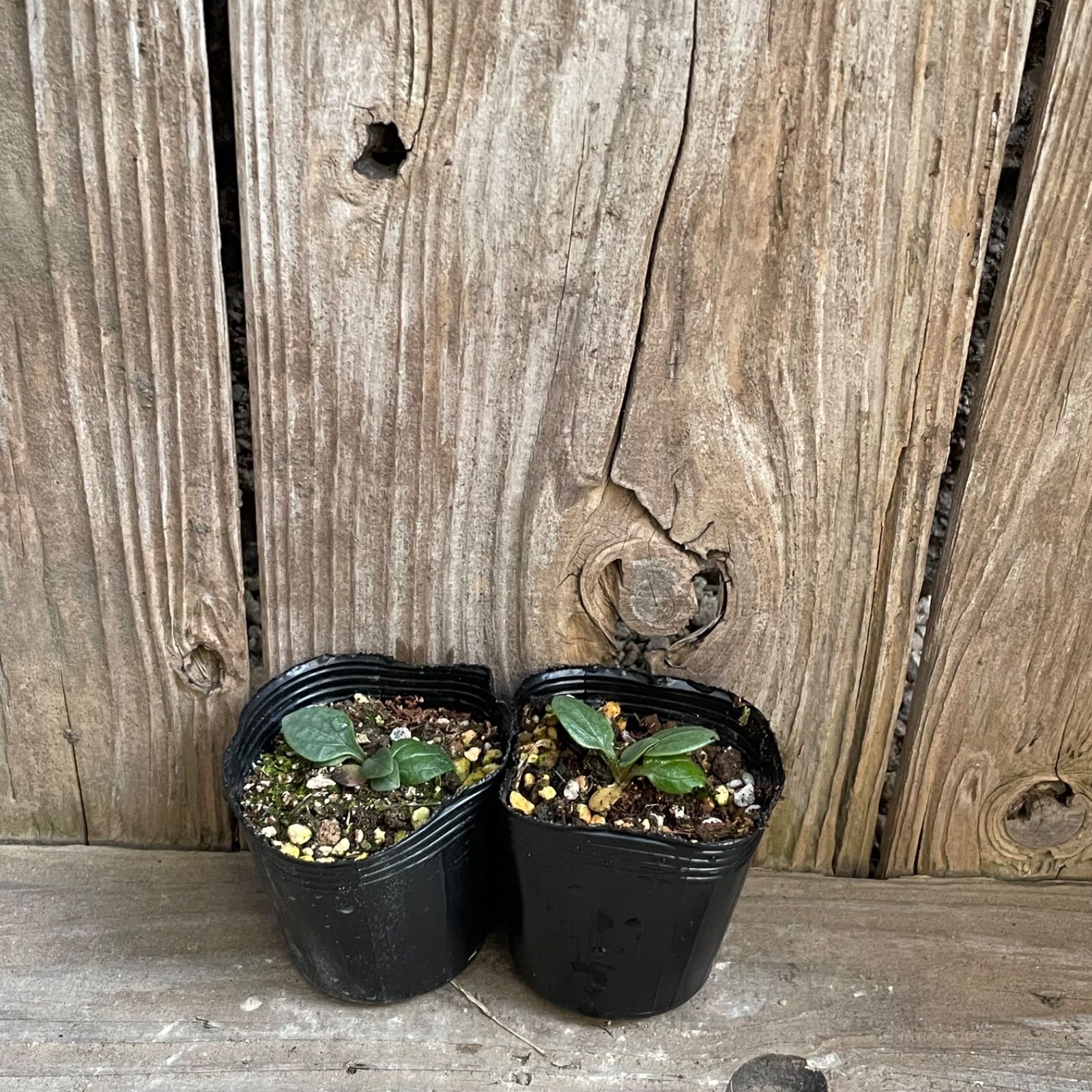 エキナセア（パラディソ）幼苗/八重性ローズ/宿根草/約80cm（ポットのまま）④ エキナセア（パラディソ）幼苗/八重性ローズ/宿根草/約80cm