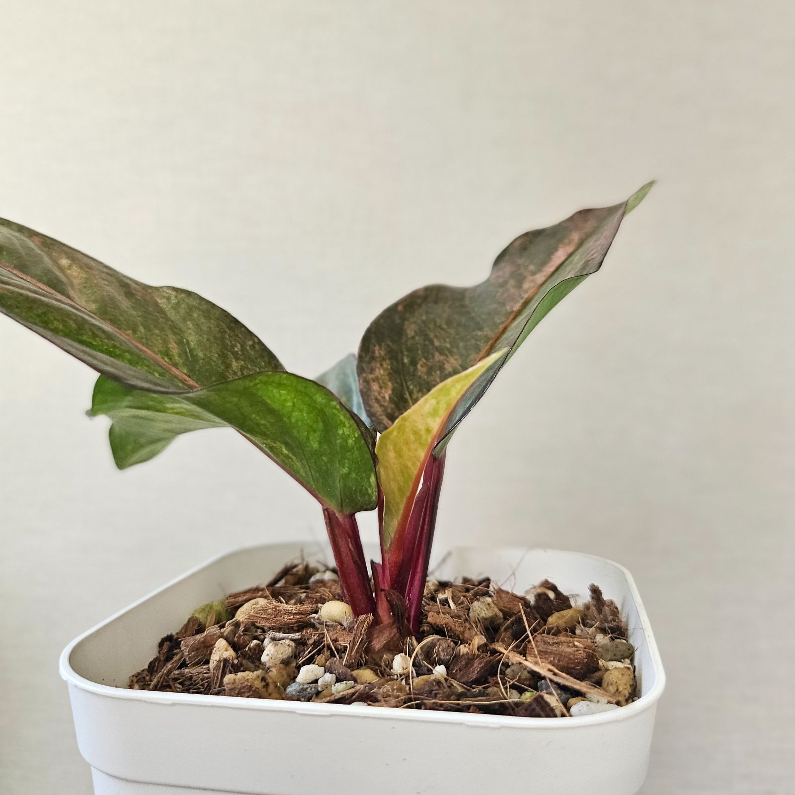 希少　アンスリウム ルネッサンス　斑入り　美株　鉢ごとメルカリ便 ♡レア♡《Anthurium Renaissance Var.》アンスリウム