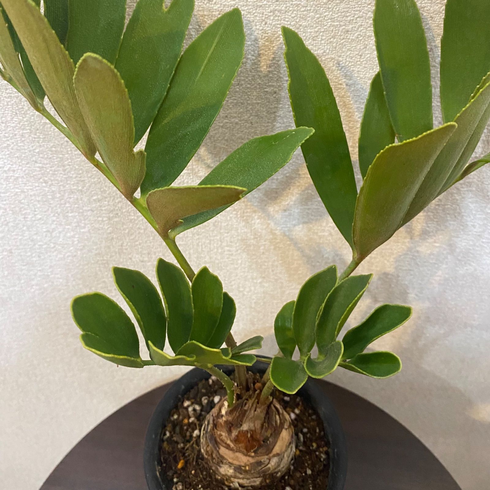 ザミア メキシコソテツ 蘇鉄 観葉植物 - メルカリ