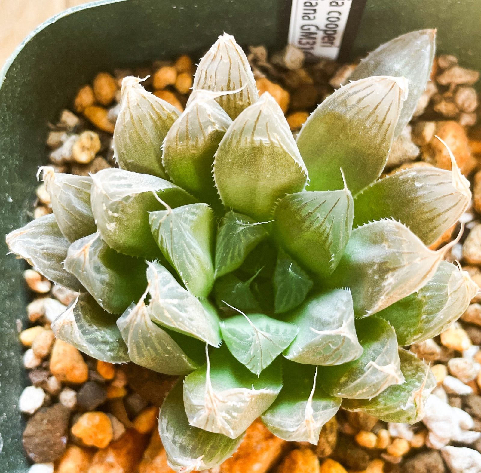 多肉植物 ハオルチア クーペリー ディルシアナ Haworthia cooperi var