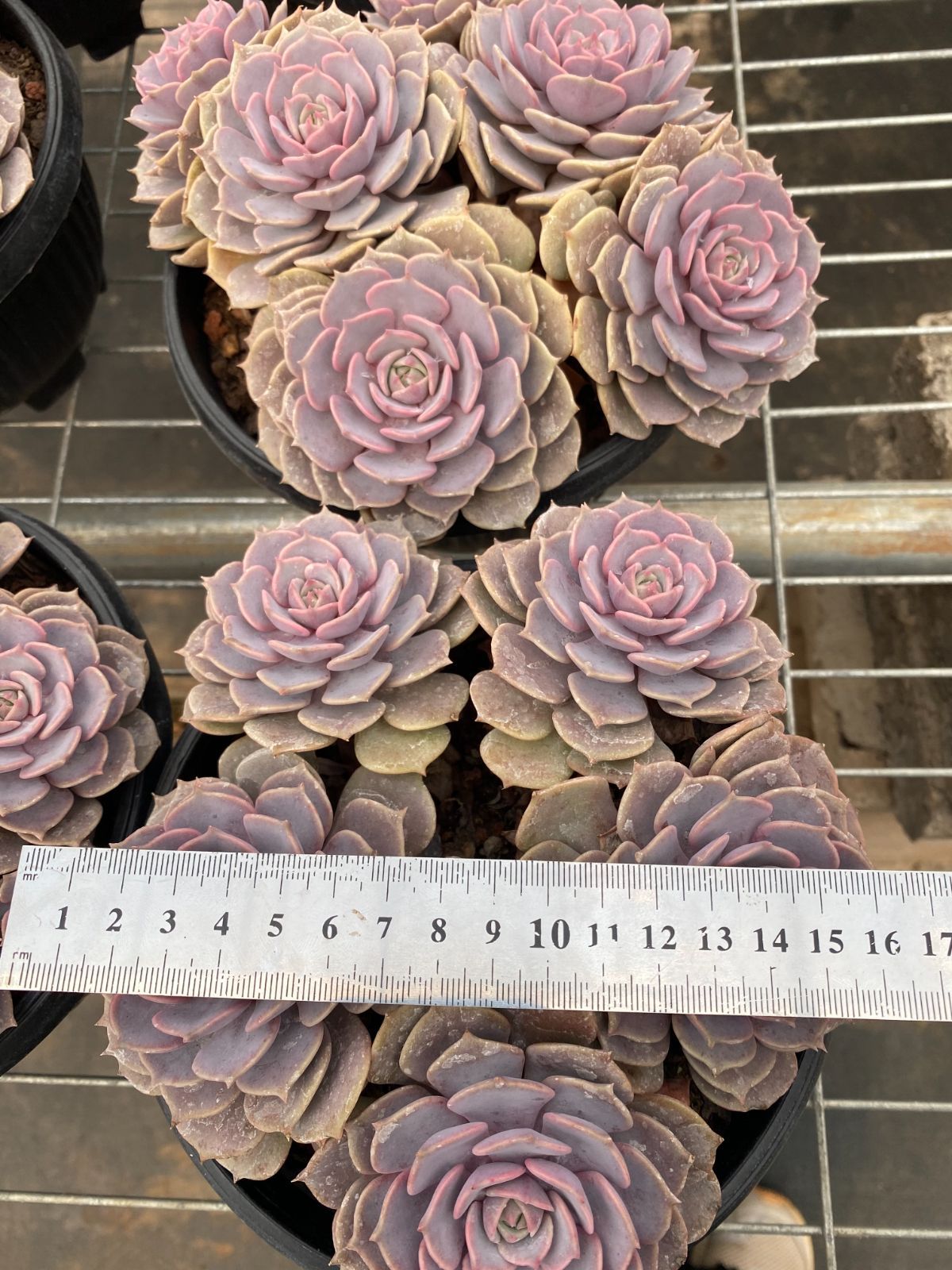 ジプシー ZA743×15鉢 抜き苗 多肉植物 エケベリア サボテン 韓国