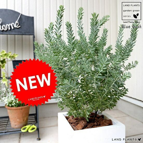 ミニサボテン 抜き苗 おまかせ 100個 + 10個 多肉植物 寄せ植えに