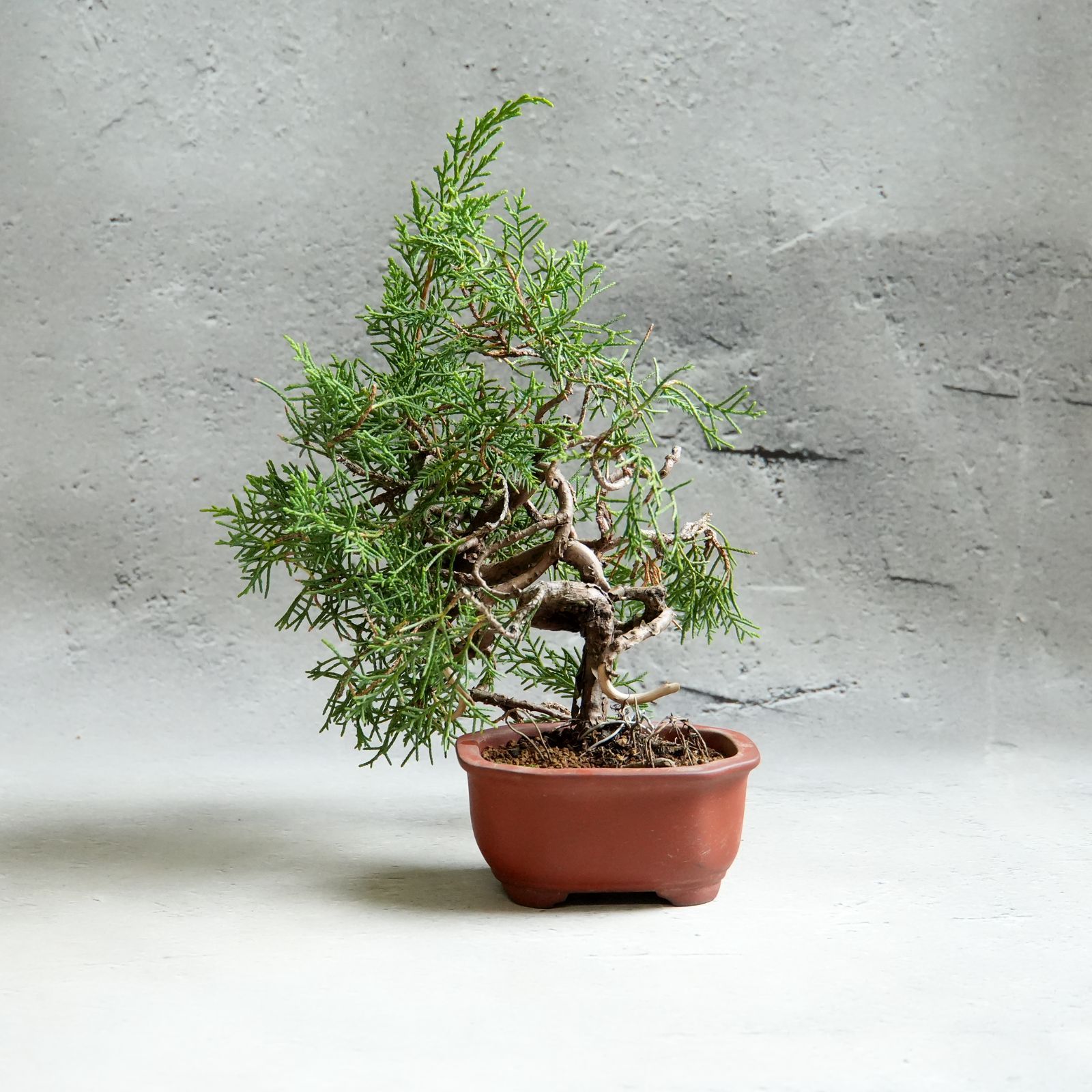 石井盆栽 真柏 しんぱく 盆栽 s-10