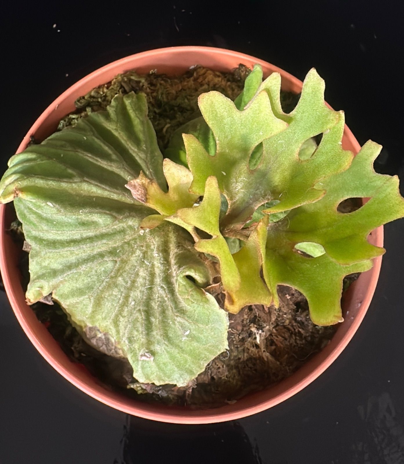 胞子嚢付き」 ビカクシダ リドレイ ドワーフシルベリー Dwarf Silvery 