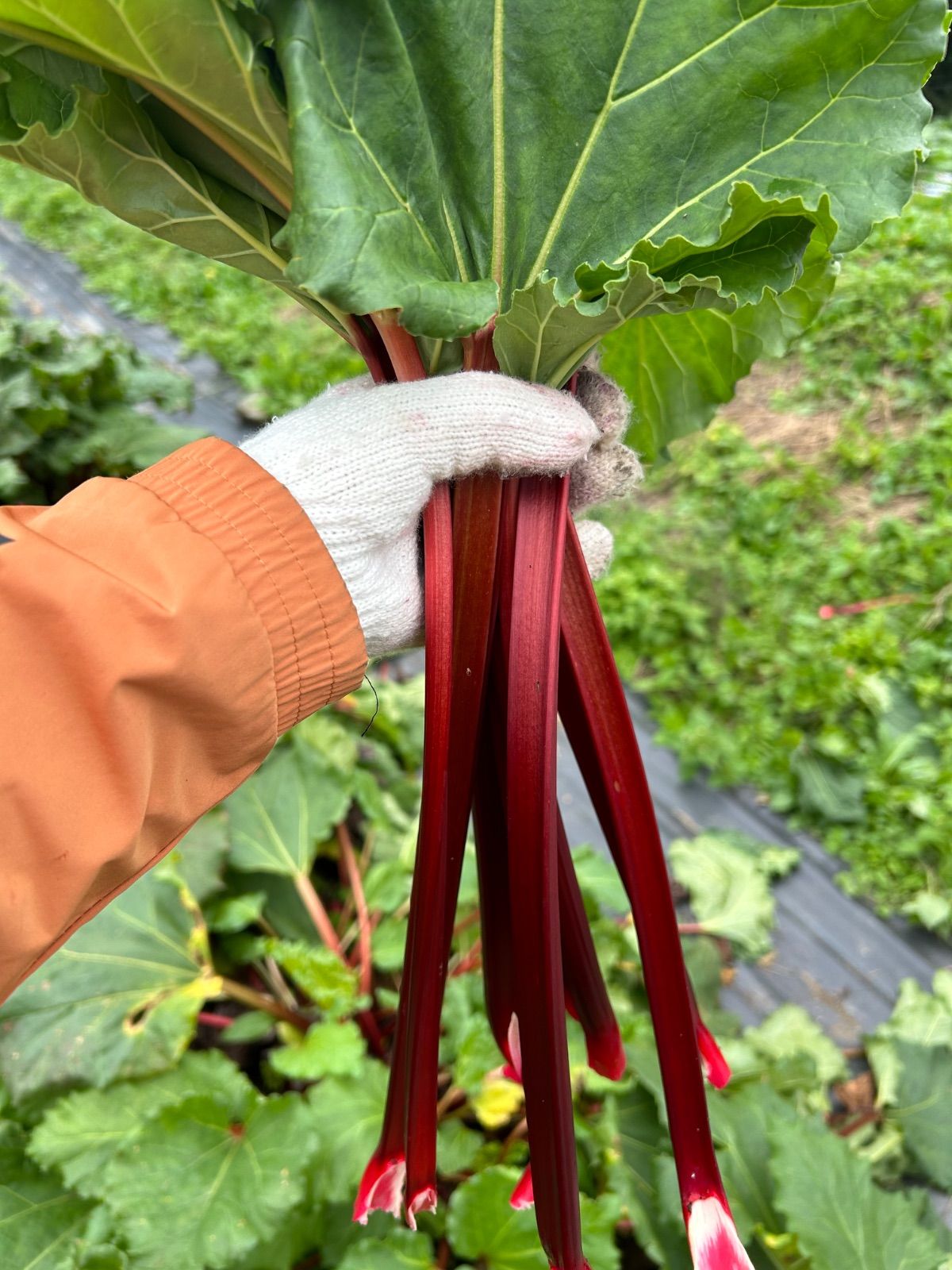 長野県産赤いルバーブ4キロ‼︎ 長野県産赤いルバーブ4キロ！！の通販 by rhubarb_narifarm｜ラクマ