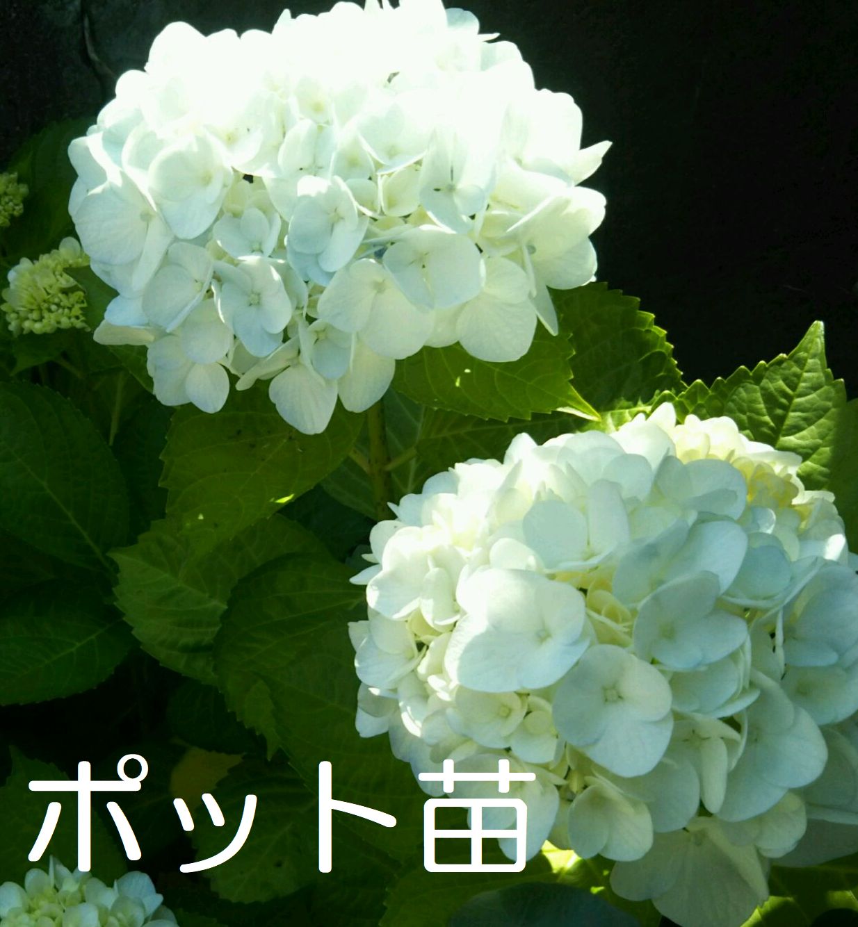 【ポットで発送】白花 紫陽花 2023年当年枝挿し木苗 頂芽