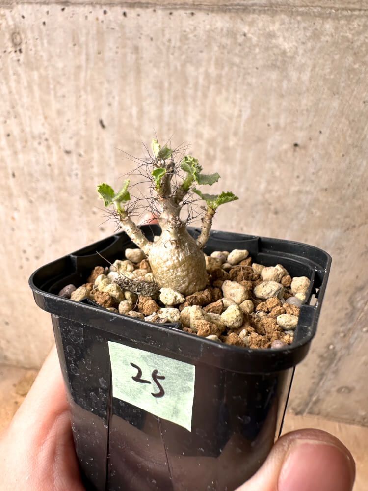 現品限り】ヤトロファ・マルギナータ【E25】 Jatropha marginata【植物】塊根植物 夏型 コーデックス - メルカリ