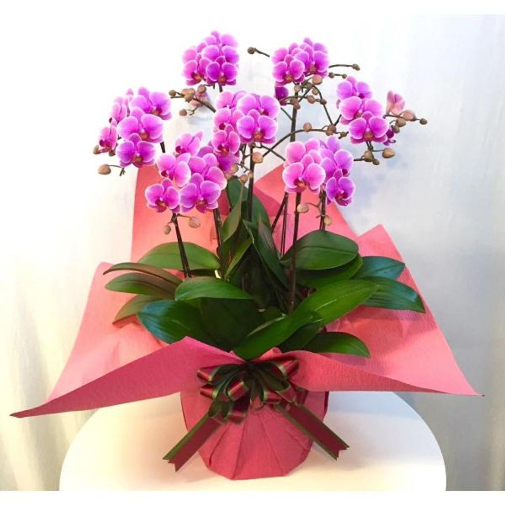 ✨陶器（バラ＆小菊プリザ＆ミニ胡蝶蘭（アーティシャルフラワー