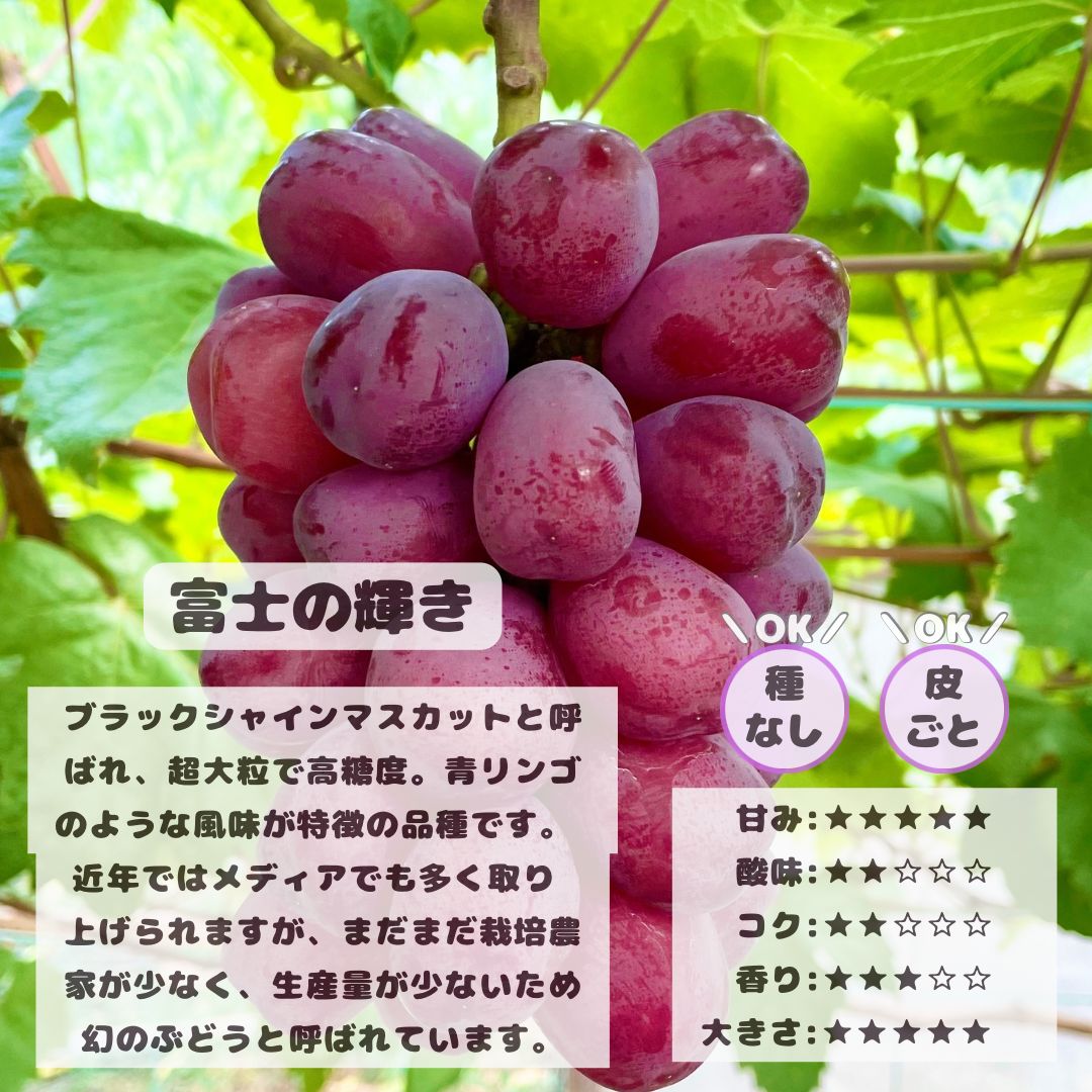 JBD様専用 クール便 富士の輝き シャインマスカット 食べ比べ JBD様専用 クール便 富士の輝き シャインマスカット 食べ比べ
