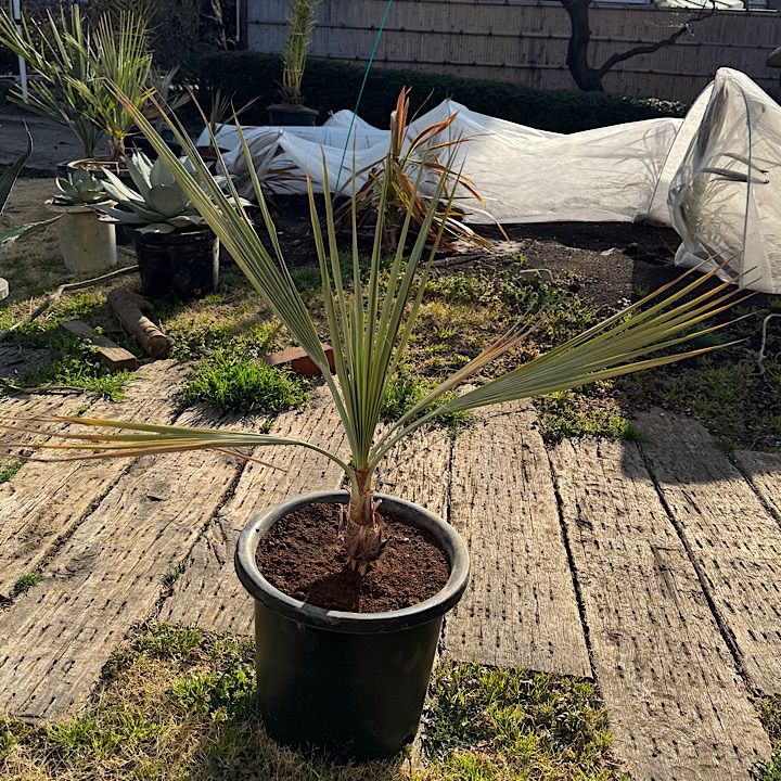 ブラヘアアルマータ 10号鉢つき 幹太❗ ブラヘアアルマータ 矮性タイプ