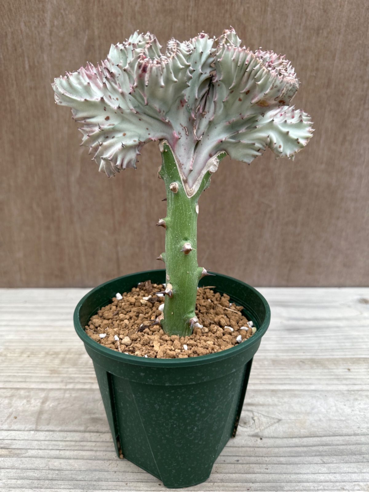 ユーフォルビア マハラジャ① Euphorbia lactea 帝錦 夕焼けサンゴ