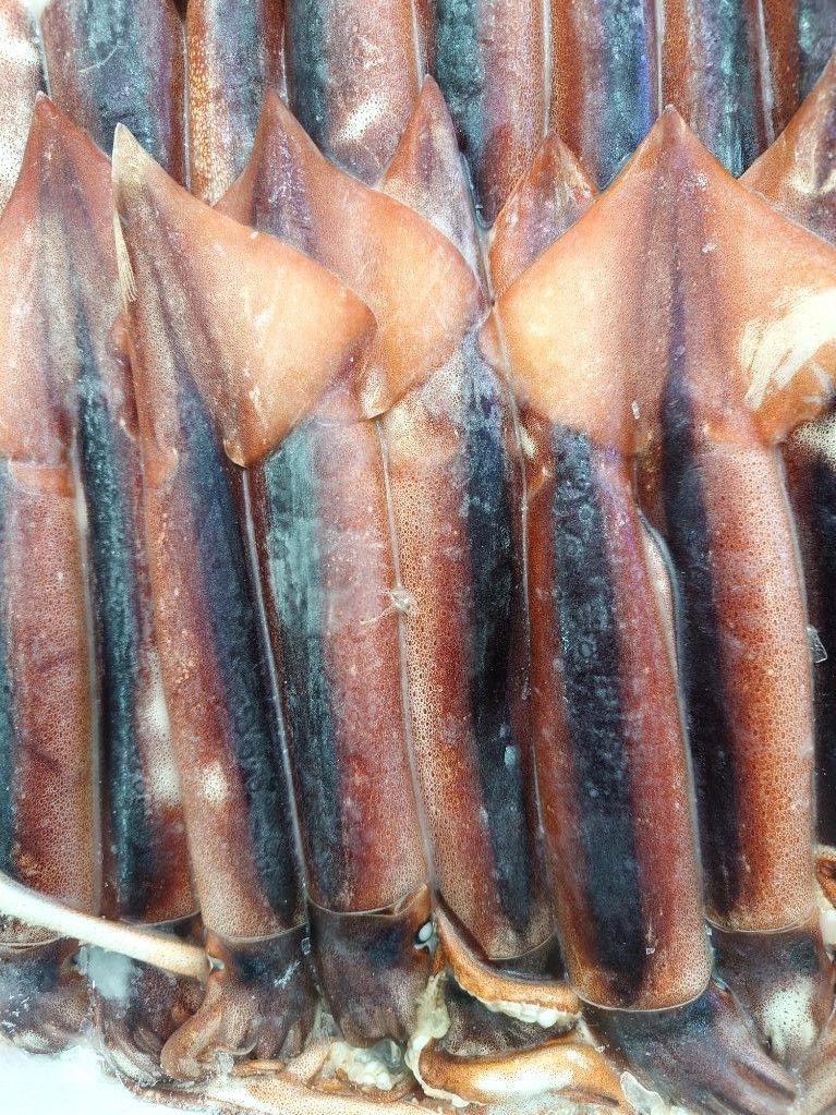 刺身 スルメイカ