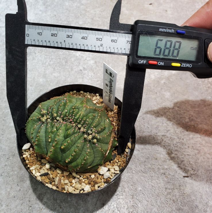 1504 ユーフォルビア オベサ 綴化 限定株 超希少 超希少 綴化 ユーフォルビア オベサ Euphorbia obesa 良形 選抜