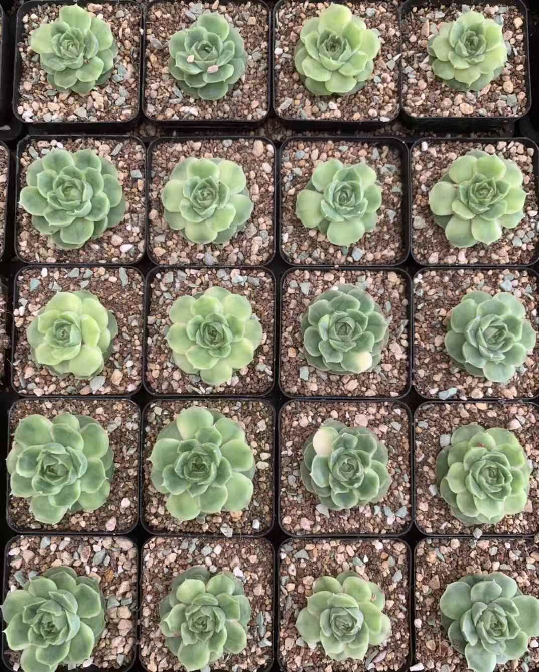 54株の抜き苗セット 浅いグリーンフラワー 多肉植物 佐川急便発送 エケベリア 韓国苗 LX60 YUZUMIYA_COM