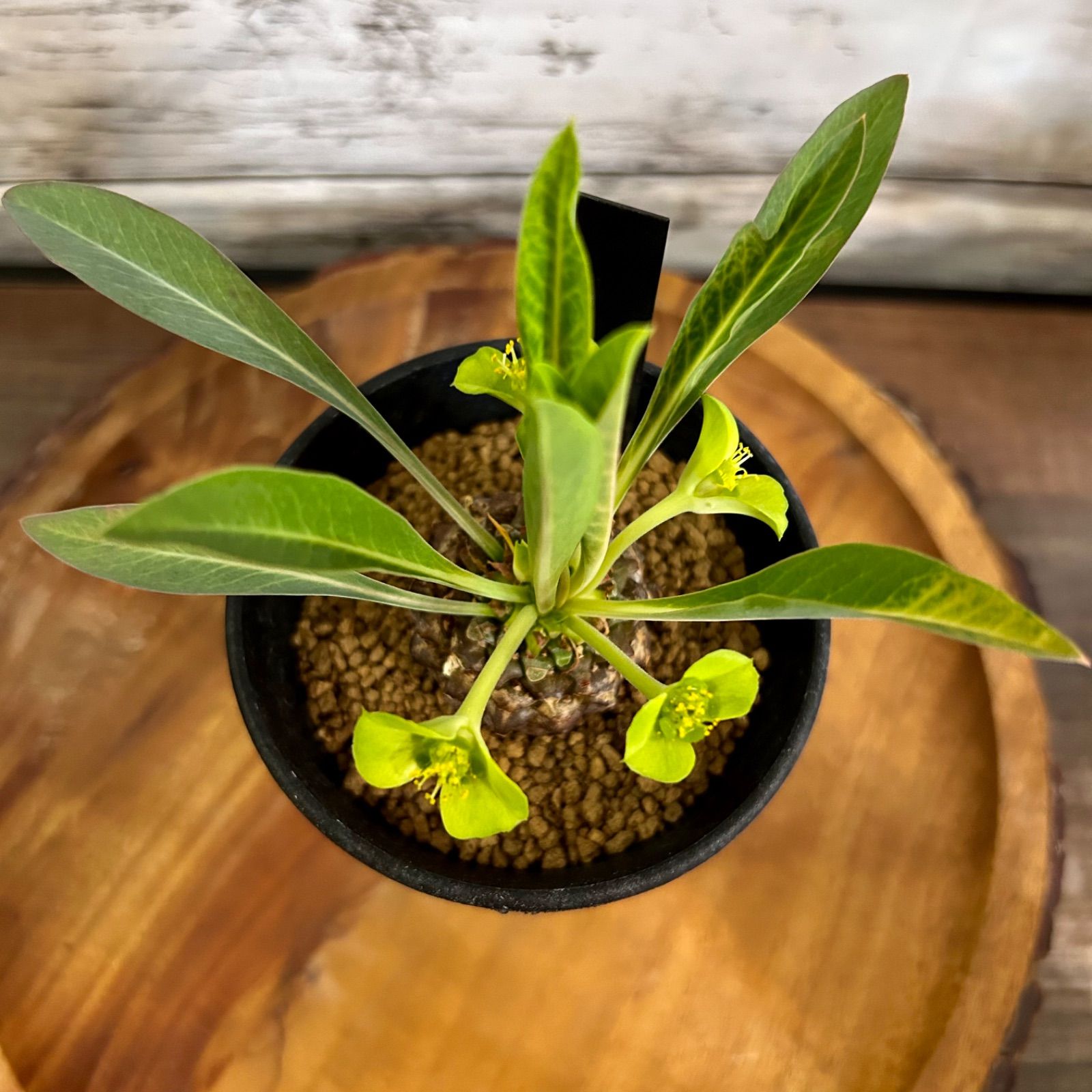 鉄甲丸 雄雌ペア ユーフォルビア ブプレウリフォリア 多肉植物 - メルカリ