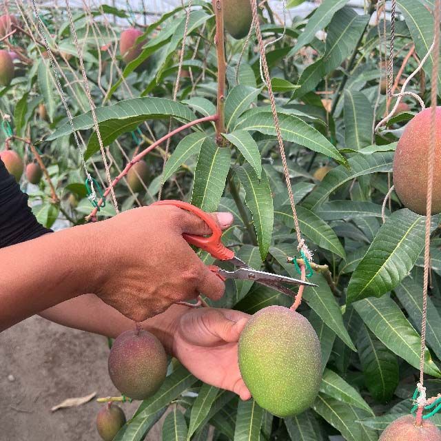 摘果グリーンマンゴー 2.9kg 青マンゴー 農家直送 - メルカリ