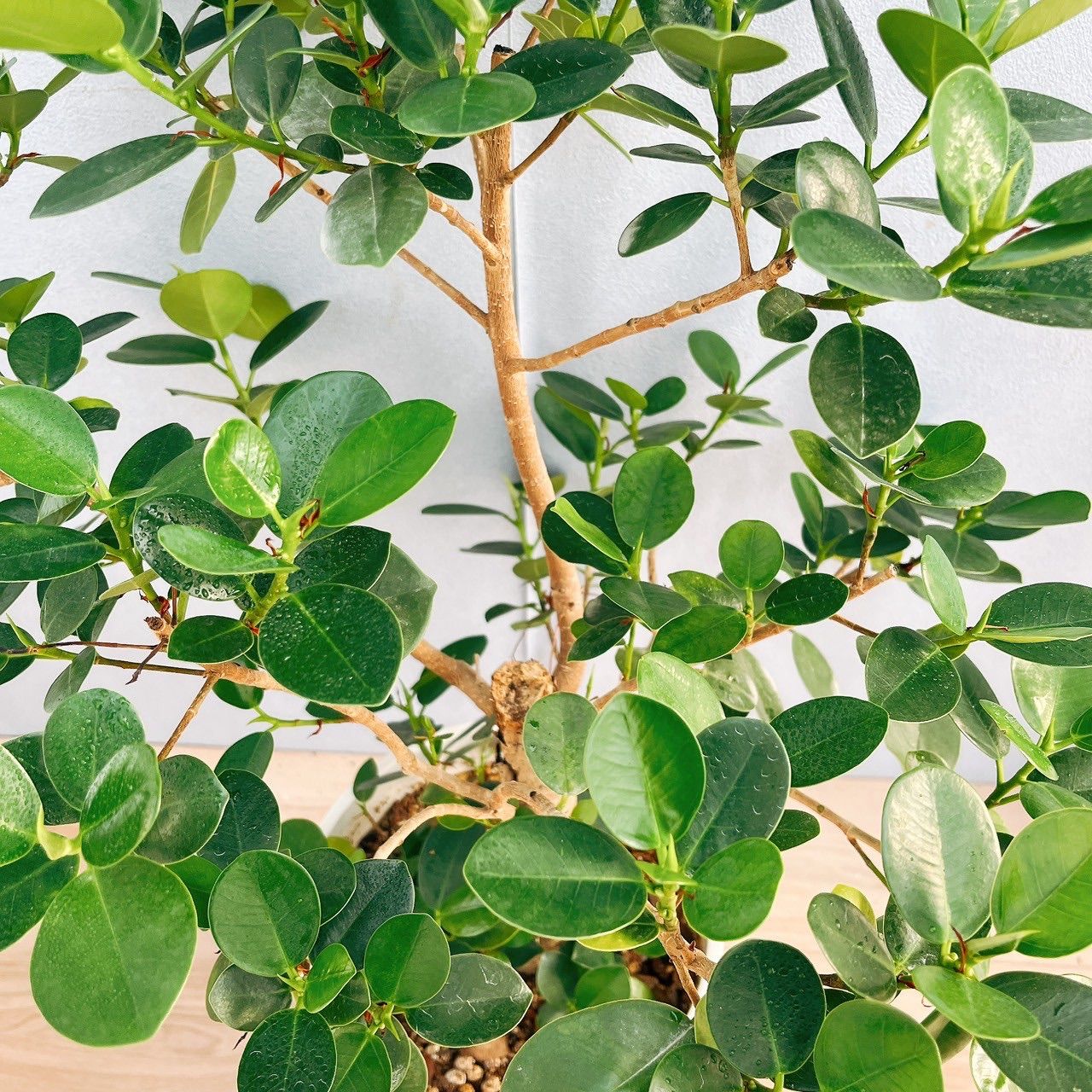 現品］【希少】I パンダガジュマル 8号 観葉植物 室内 レア ゴムの木