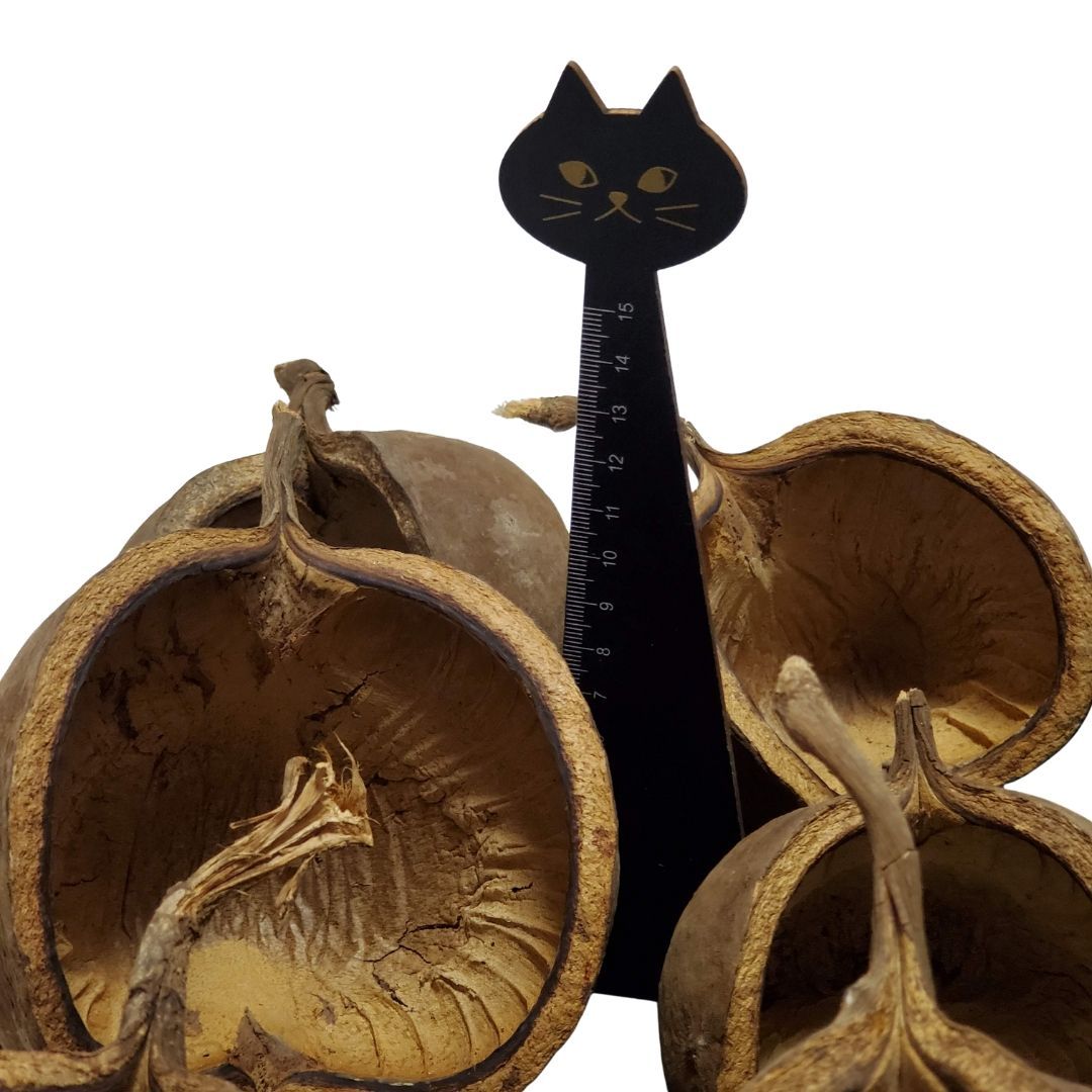 花材 クリスマス