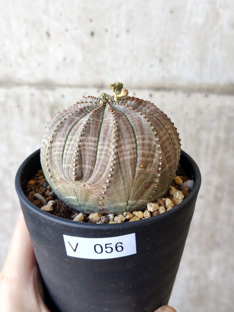 E596【新入荷！】エキノカクタス 金鯱（発根株・鉢植え）【サボテン