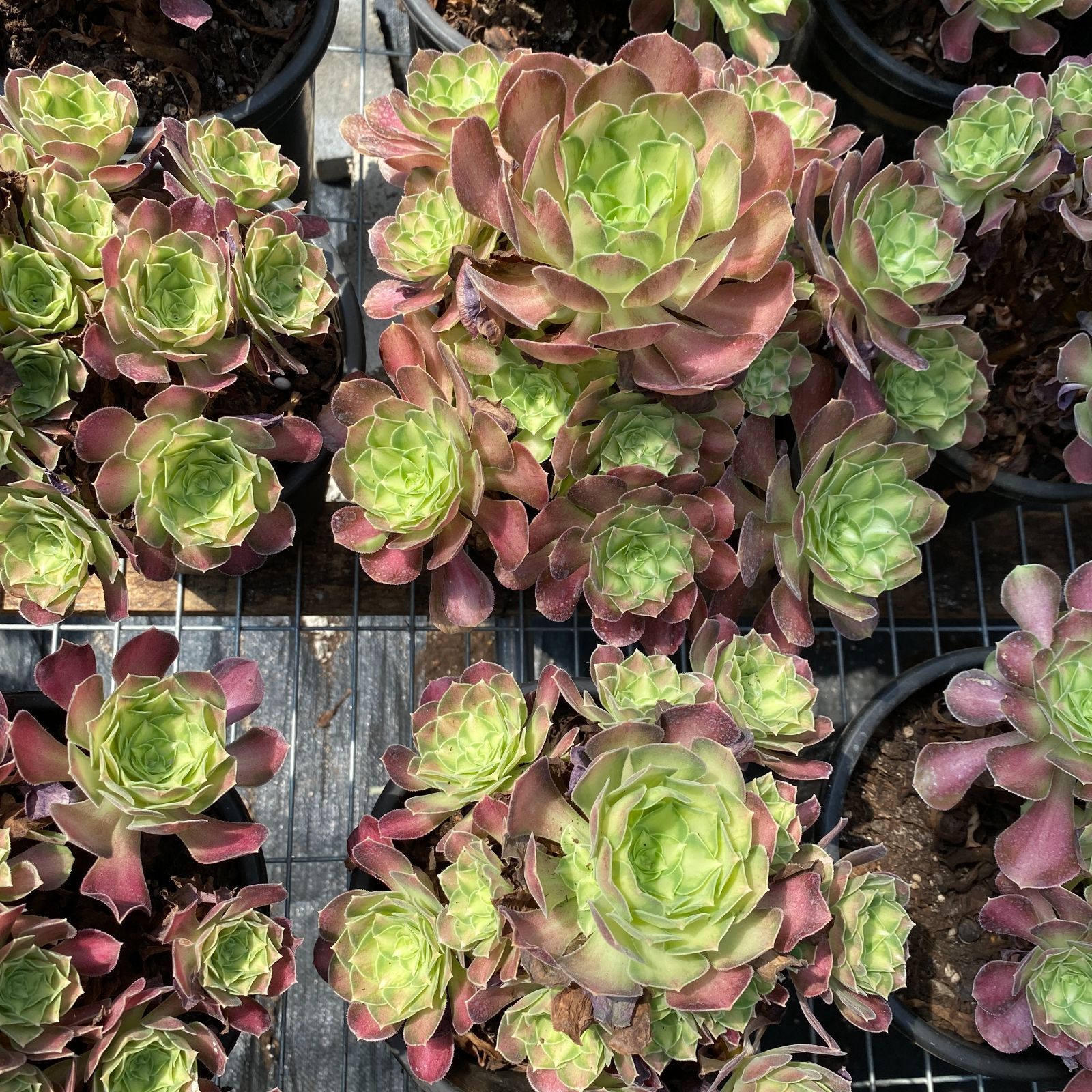 16株の抜き苗セット ハロウィン錦 多肉植物 佐川急便発送 エケベリア 韓国苗 ZM1510 STEELWINDOWSANDDOORS_COM