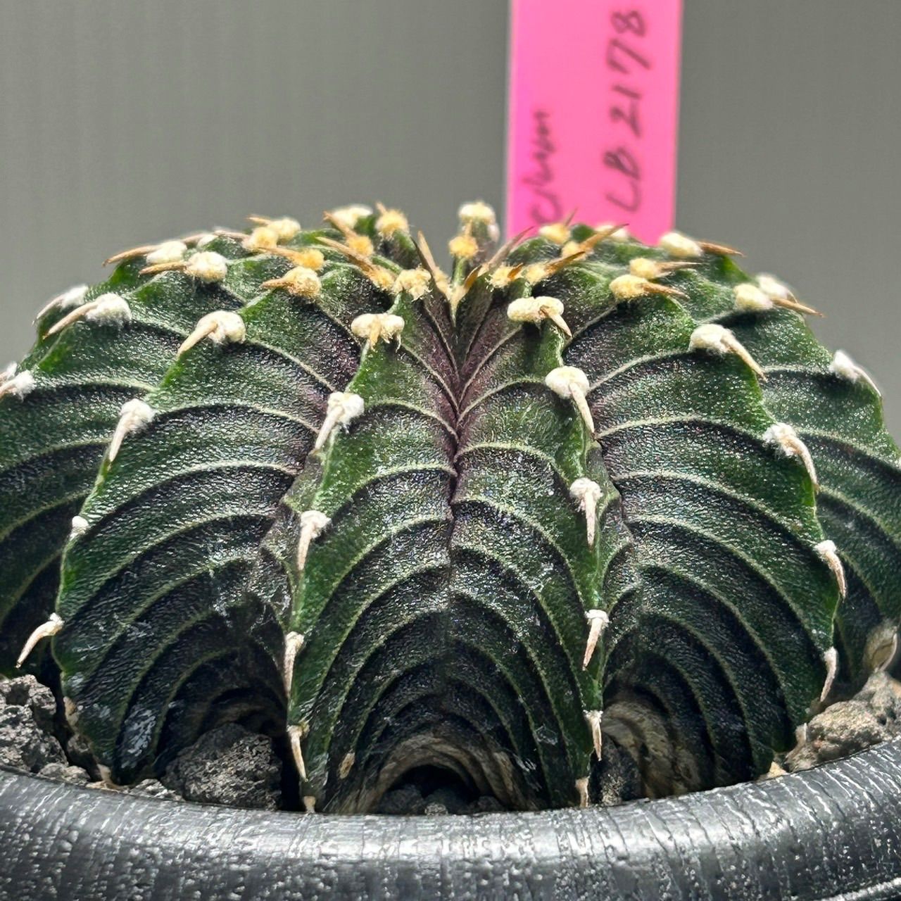 サボテン ギムノカリキウム ミハノビッチ LB2178 発根済 Gymnocalycium