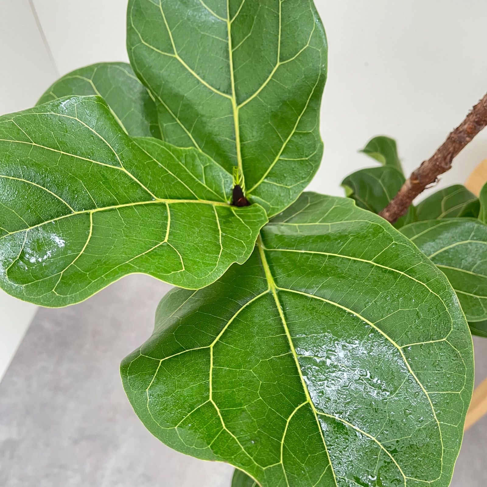 ［現品］5番　カシワバゴムの木　フィカス　リラータ　ストレート　8号　大型　室内 現品］5番 カシワバゴムの木 フィカス リラータ ストレート 8号