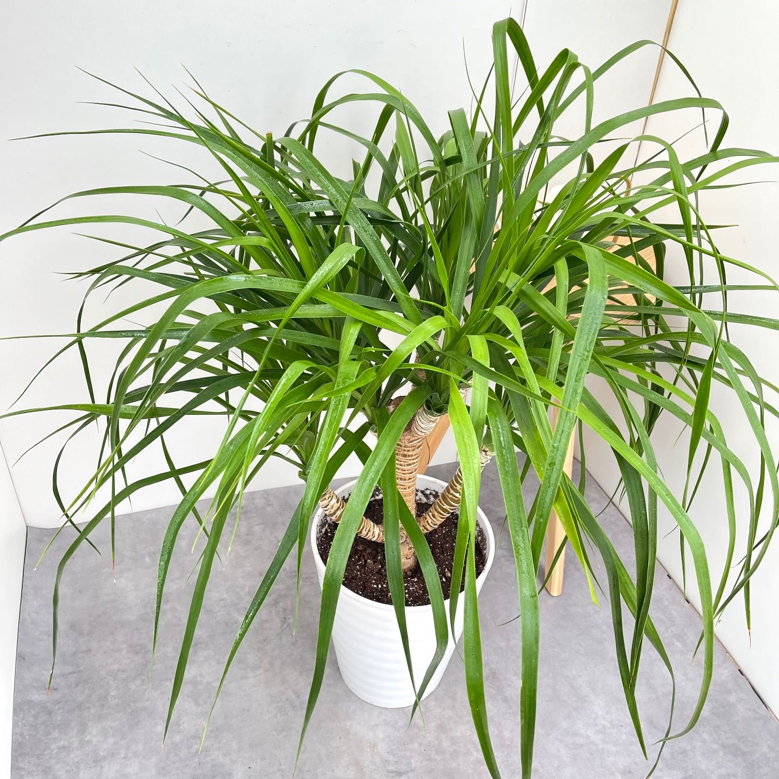 ドラセナ カンボジアーナ 幸福の木 レア 1本立ち 大型 カンボジアーナ