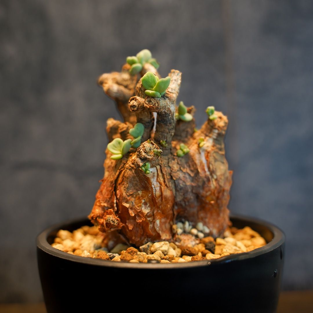 ケラリア　ピグマエア＊現地株、発根済 ケラリア・ピグマエア Ceraria pygmaea 現地株の発根管理