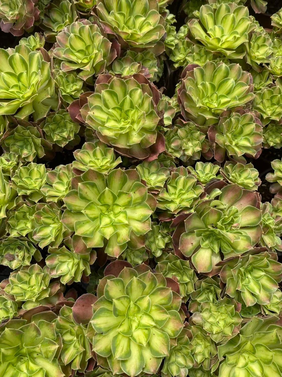 多肉植物❗️赤字覚悟　韓国苗　斑入り　錦8種セット❗️ 多肉植物❗️赤字覚悟 韓国苗 斑入り 錦8種セット❗️