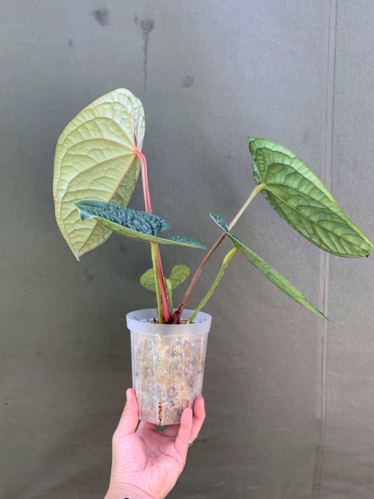 アンスリウム ルクスリアンス Anthurium luxurians 【公式通販】