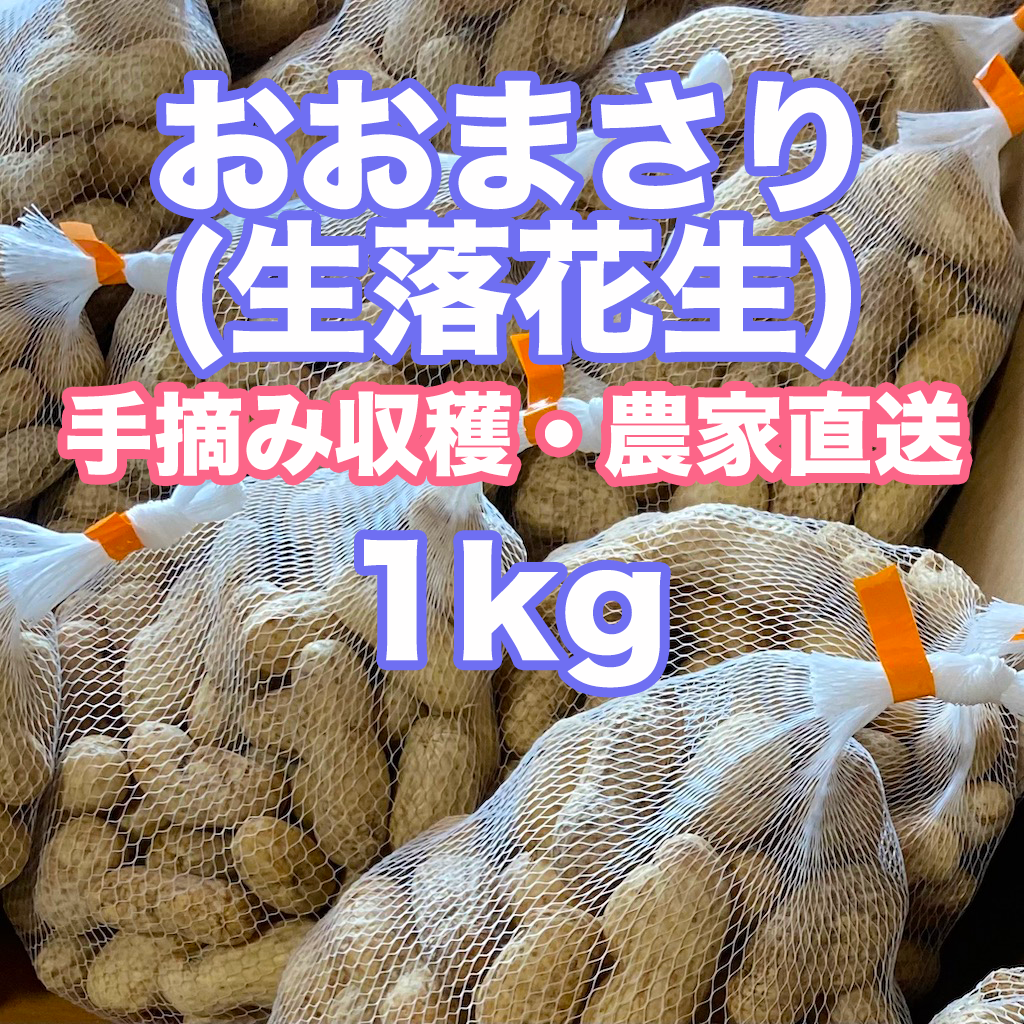 おおまさり🥜（生落花生)  : 1kg Lサイズ選別品