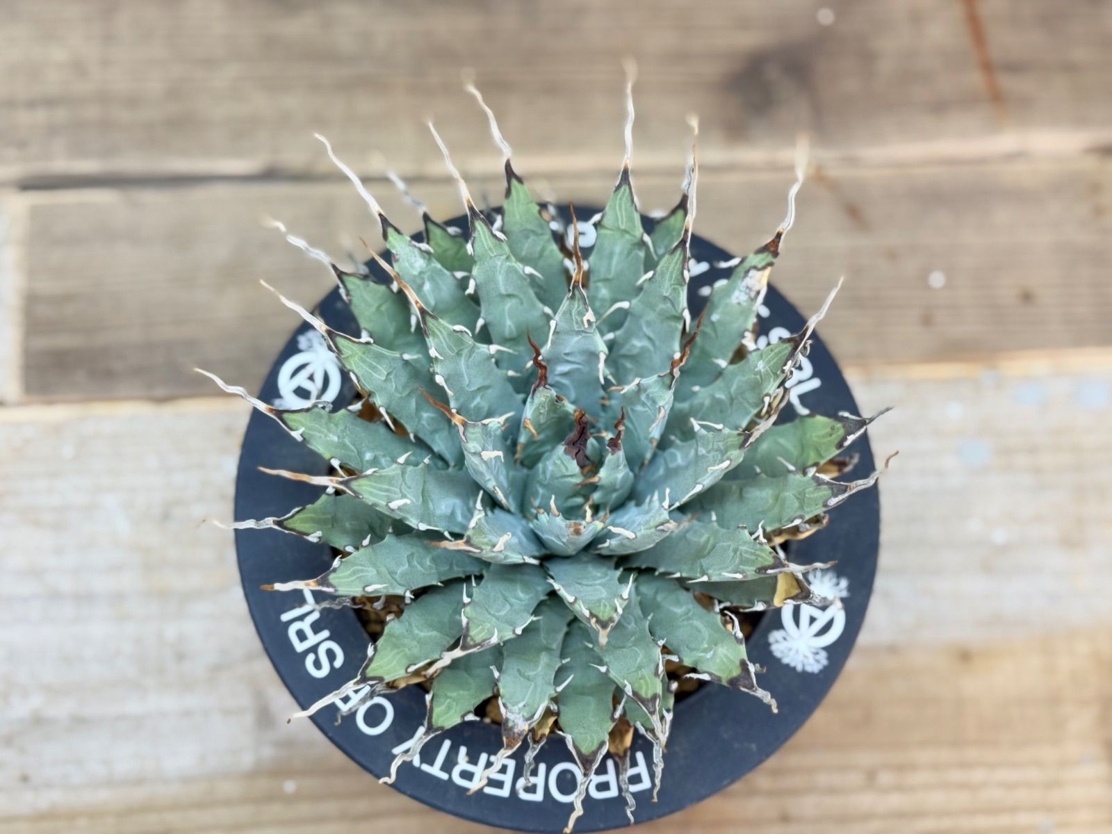 アガベ ホリダ 実生選抜 強棘 特選 コンパクト ビザールプランツ