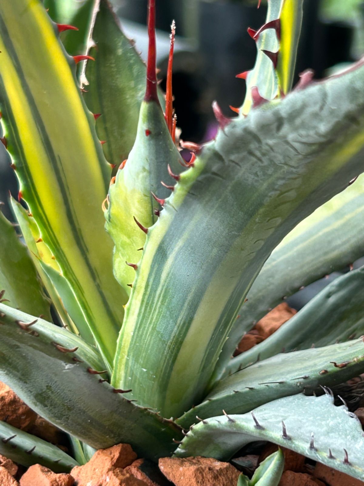 アガベ　屈原の舞扇錦　屈原の舞扇　セット アガベ 屈原の舞扇錦 屈原の舞扇 セット アガベ 屈原の舞扇錦 抜き苗