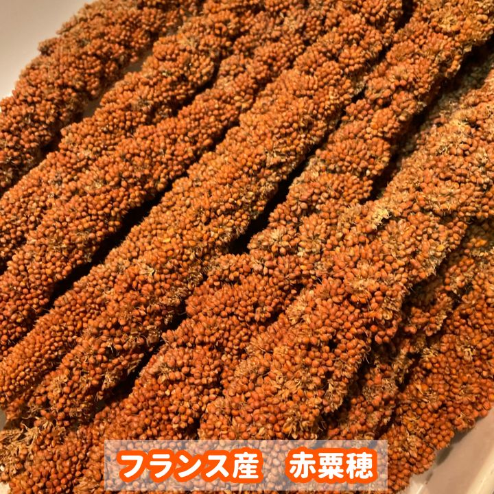 赤粟穂（フランス産）300g（鳥の餌用です） - メルカリ