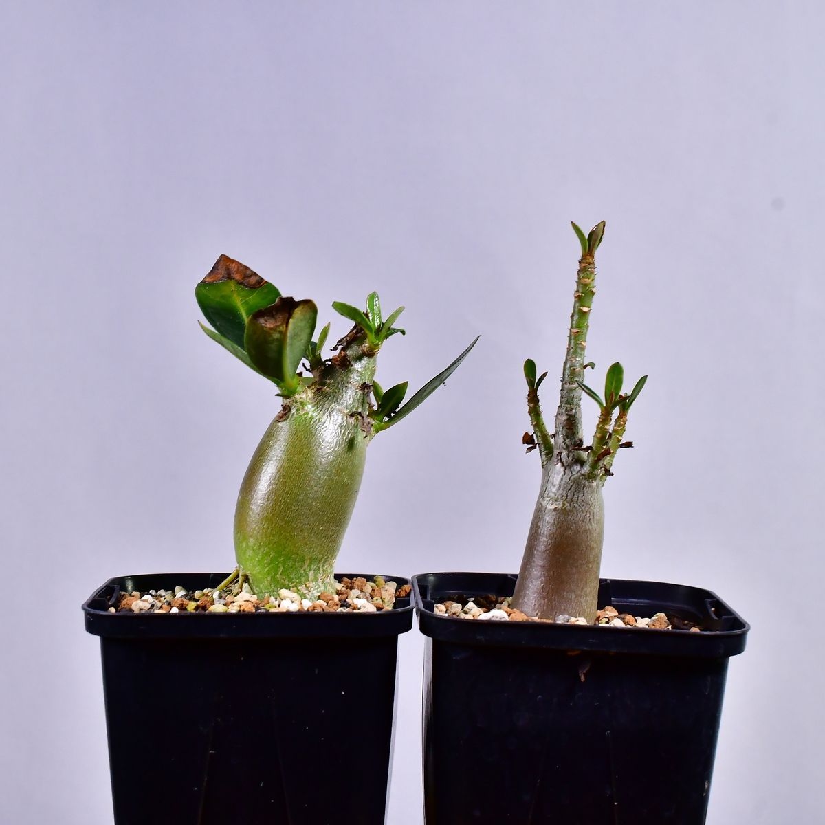 【現品】塊根植物 アデニウム ソマレンセ ８号鉢 特大アデニウム・ソマレンセ出荷!! しっかりとした塊根部から