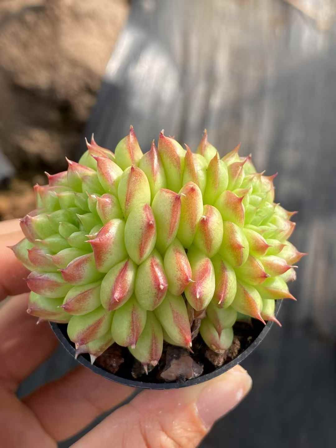 QS1004×30 リョクスイキ 抜き苗 多肉植物 アエオニウム エケベリア 韓国苗 STEELWINDOWSANDDOORS_COM