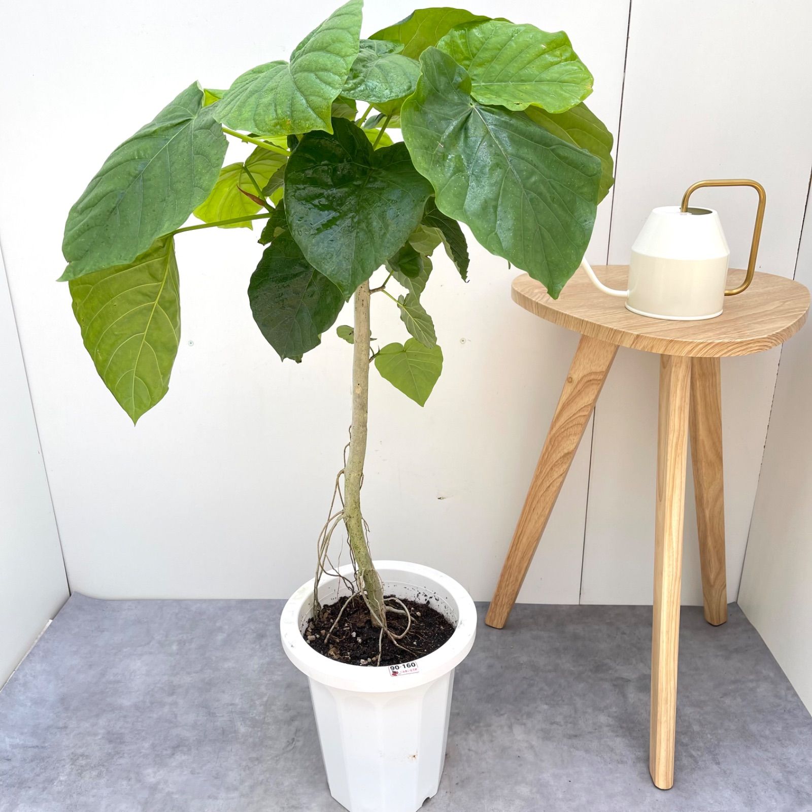 フィカス ウンベラータ 曲がり 2 フィカス ウンベラータ 曲がり 2 フィカス 