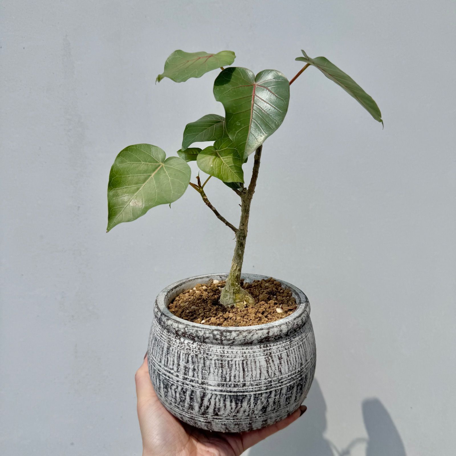 フィカス・ペティオラリス