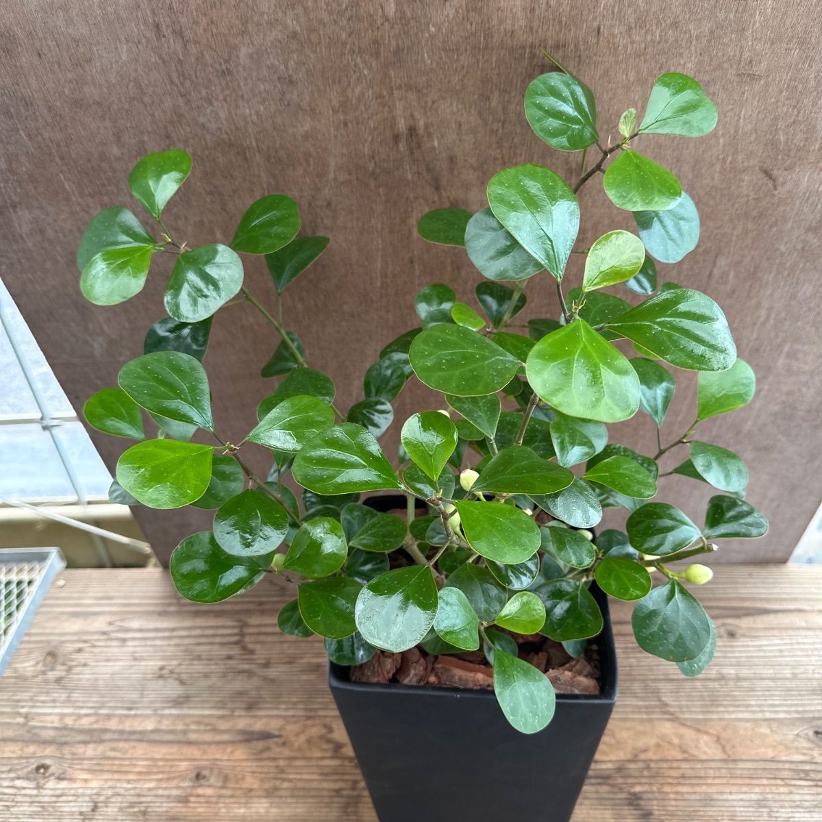 フィカス ゴールドコイン プラ鉢発送 希少 発根(ᵔᴥᵔ)フィカス ゴールドコイン コバンボタイジユ 観葉植物