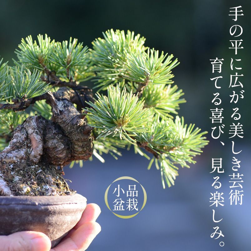 ダイテンショウ 文人調